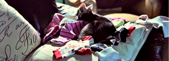 Why Do Cats Lie On Our Clothes? The Truth May Surprise You (In A Nice Way)!