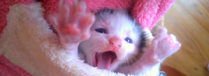 Adorably Cute Pocket Kitten Snuggles & Stretches Inside A Tiny Pink Santa-Suit Pocket