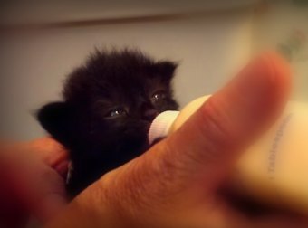 Polly The Kitten Wiggles Her Ears When She Drinks Milk From A Baby Feeding Bottle. So CUTE!