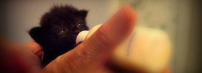 Polly The Kitten Wiggles Her Ears When She Drinks Milk From A Baby Feeding Bottle. So CUTE!