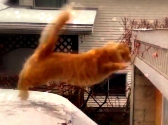 This Hilariously #EPIC Cat Video Compilation Will Have You Laughing For Days
