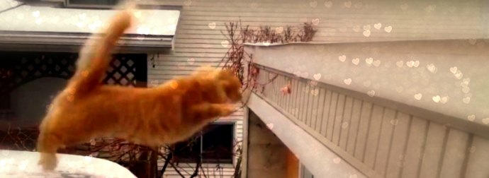 This Hilariously #EPIC Cat Video Compilation Will Have You Laughing For Days