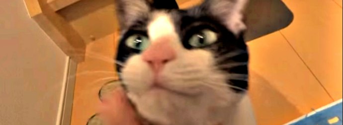 Adorable Cat Greets Her Cat-Mom In A Bizarre, Yet Super-CUTE way!