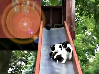 Watch Little Kittens Sliding Down A Park Slide... And A Frustrated Mama Cat Trying Taking Them Back To Safety