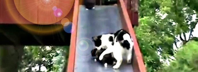 Watch Little Kittens Sliding Down A Park Slide... And A Frustrated Mama Cat Trying Taking Them Back To Safety