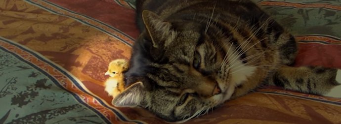 Drenched In Rain, Adorable Little Farm Chick Buries himself Under Cat's Head To Stay Warm And Dry