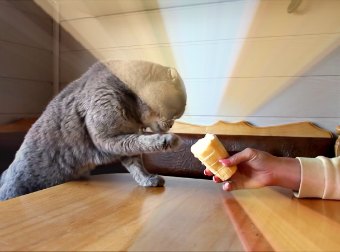 Watch Scottish-fold Cat Eat Cheese & Ice-cream From Cone With His Paw. Amazing!