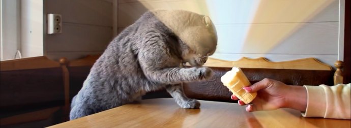 Watch Scottish-fold Cat Eat Cheese & Ice-cream From Cone With His Paw. Amazing!