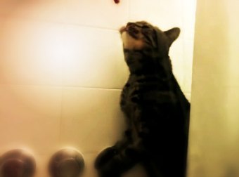 This Cat Drinks Water From Spray Cans, Tap, Shower... Anything But From His Water Bowl. So CUTE!