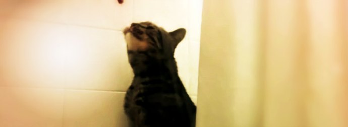 This Cat Drinks Water From Spray Cans, Tap, Shower... Anything But From His Water Bowl. So CUTE!