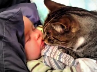 Watch This Cats With Babies Compilation. So Cute... And So Adorable!