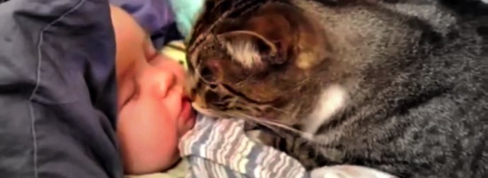 Watch This Cats With Babies Compilation. So Cute... And So Adorable!