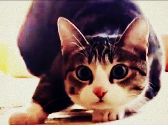 This Cat Does A Wiggle Wiggle Just Like In The Jason Derulo Feat. Snoop Dogg Song Wiggle