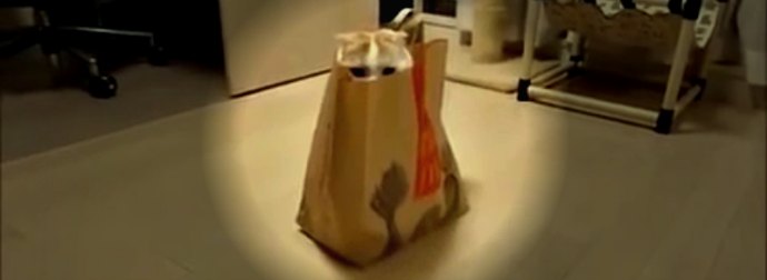 Scottish-Fold Cat Plays Peek-a-boo Hide-n-seek In McDonald's Happy Meal Bag