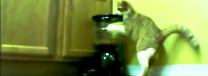 Hungry Cat Attacks His Automatic Pet Feeder In An Attempt To Hack It And Get His Food