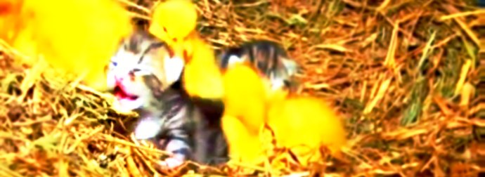 Mama Cat Feeds And Nurtured Newly Hatched Ducklings In Rural Irish Farm