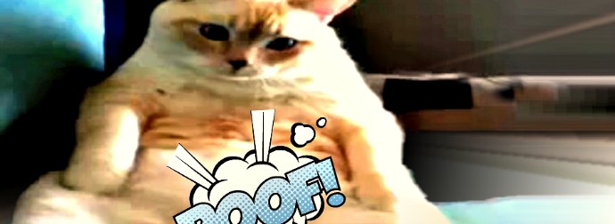 Cat Startled Himself When He Farts On The Couch. Slo-Mo Farting Cat Included. Don't Laugh.