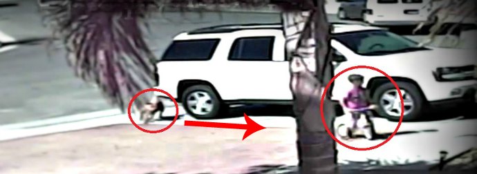 Hero Cat Saves Little Boy In Tricycle From A Vicious Pitbull Dog Attack. Chilling. Child And Cat Safe.
