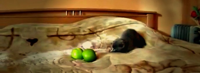 Tiny Grey Kitten Jumps Around On A Bed When He Sees Green Apples