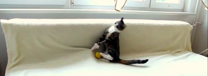 Cat Jumps Up And Down Like The Drunken Master Whenever She Sees Her Favorite Toy