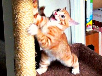 Compilation Of Cat #FAIL videos Featuring 2 Kittens - Cole And Marmalade