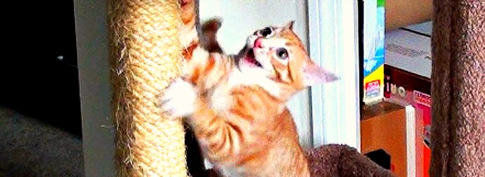 Compilation Of Cat #FAIL videos Featuring 2 Kittens - Cole And Marmalade