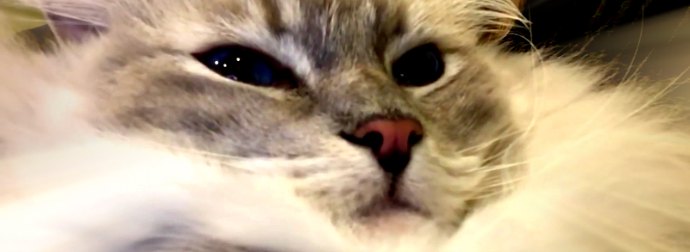 Ridiculously Cute Ragdoll Cat Meows With His Mouth Open.... WAIT FOR IT!