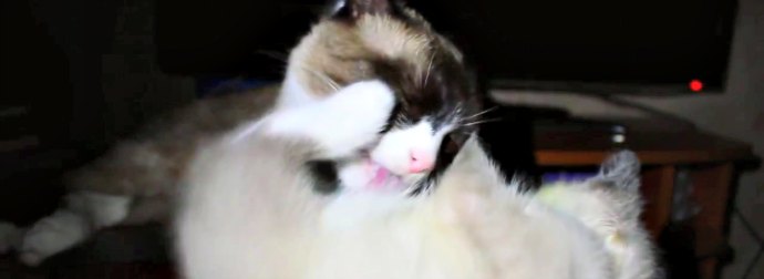 #CatFail - Cat Aggressively Gives Spit-Shine Cleaning To Kitty, Toppling The Poor Kitty Over!