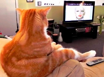 This Funny Cat Sits On The Couch Like A Human Whenever They Play A Christina Aguilera Concert