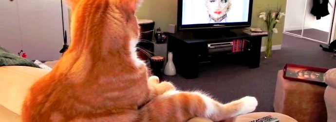 This Funny Cat Sits On The Couch Like A Human Whenever They Play A Christina Aguilera Concert
