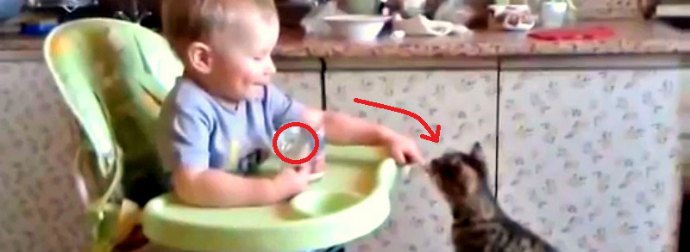 Cute Baby Hand-Feeds Baby Kitten Some Gerber Chicken Baby Food