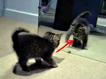 When This Kitten Sees His Own Reflection In The Mirror, His Reaction Is Hilariously Crazy... and Cute!