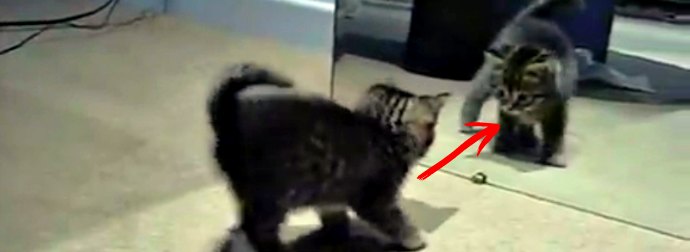 When This Kitten Sees His Own Reflection In The Mirror, His Reaction Is Hilariously Crazy... and Cute!