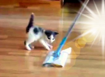 Swiffer Duster Lady Cleans And Mops Floor When Her Kitten Comes And Tries To Ride The Duster