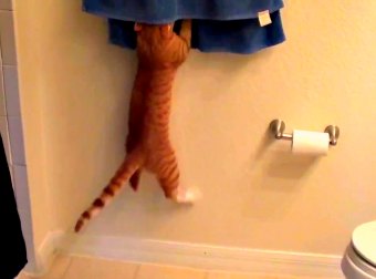 Cats Turn Bathroom Into A Home Gym, Performing Spinning, Pullups, Bench-presses And More!