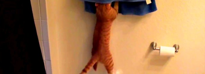 Cats Turn Bathroom Into A Home Gym, Performing Spinning, Pullups, Bench-presses And More!