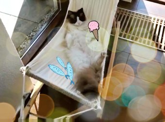 Lady Discovered A Neat Trick To Get Her Cat Onto His Cat Hammock And Chill