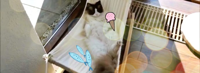 Lady Discovered A Neat Trick To Get Her Cat Onto His Cat Hammock And Chill
