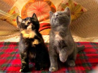 Watch 2 Cute Kittens Head-Bop To DJ Snake & Lil Jon's "Turn Down For What" Song!