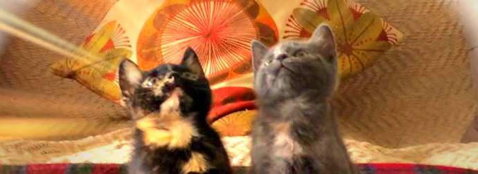 Watch 2 Cute Kittens Head-Bop To DJ Snake & Lil Jon's "Turn Down For What" Song!