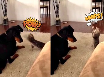 Adorably Cute Kitten Drops Kung-Fu Moves On A Big Ugly Doberman Dog