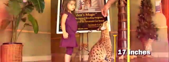 The Worlds Largest Domestic Cat Is The Scarlett's Magic And It's A Cross Between A Domestic Cat And A Serval