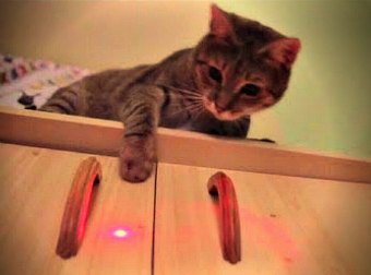 Amazing Compilation Of Cats Chasing, Playing With, And Dancing To, Laser Lights.