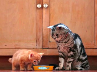 Older Cat Gives Newly Arrived Kitten Some Life Lessons In This Hilarious "Dear Kitten" Video.