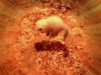 Himalayan Kitten Jumps Up And Down When Her Evil Cat-Mom Keeps Pulling The Carpet From Underneath Her Paws