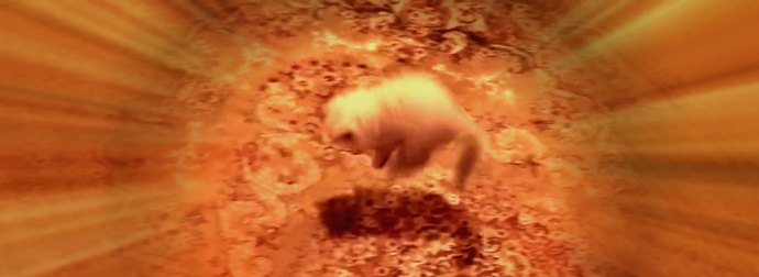 Himalayan Kitten Jumps Up And Down When Her Evil Cat-Mom Keeps Pulling The Carpet From Underneath Her Paws