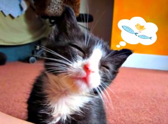 Talented Musician Lulls His Kitten To Sleep By Playing The Guitar! Wait For It!