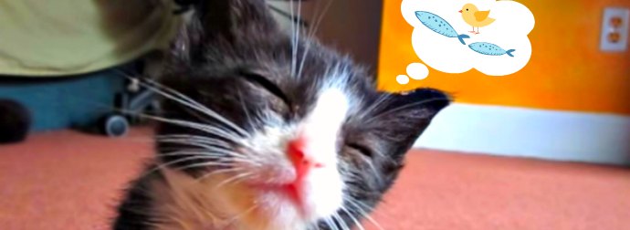 Talented Musician Lulls His Kitten To Sleep By Playing The Guitar! Wait For It!
