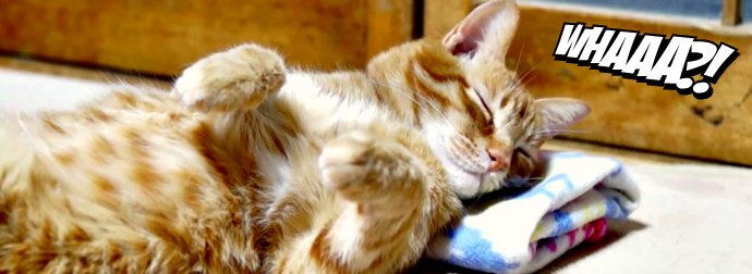 The Way This Cat Falls Asleep, Will Make You Feel Calm And Melt Away All Your Stress