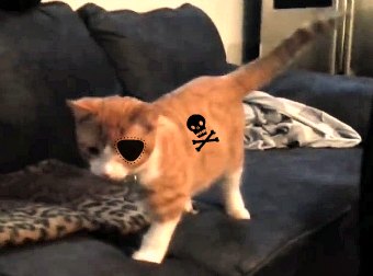 Meet Pirate Kitty, A Cat Without A Leg And An Eye Who's So Full Of Life, He'd Have Friended Captain Long John Silvers
